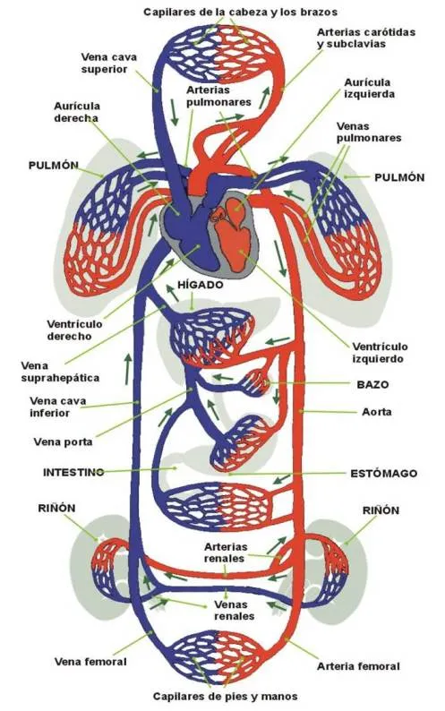 CUERPO HUMANO: SISTEMA CARDIOVASCULAR