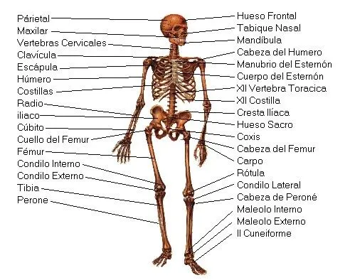 CUERPO HUMANO: SISTEMA OSEO - LOS HUESOS