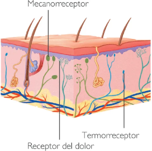CUERPO HUMANO: SISTEMA TEGUMENTARIO - LA PIEL CUERPO HUMANO: SISTEMA TEGUMENTARIO - LA PIEL