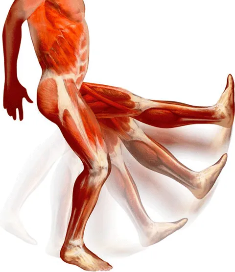 El Cuerpo Humano y sus Sistemas: Sistema Muscular El Cuerpo Humano y sus Sistemas: Sistema Muscular