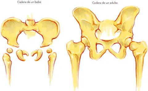 El Cuerpo Humano y sus Sistemas: Sistema Oseo