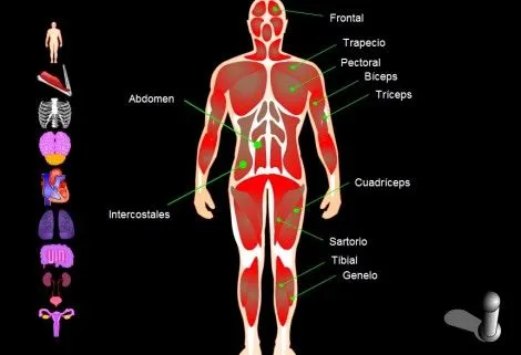 cuerpo humano | Segundo Y Tercer ciclo primaria (3º - 4º y 5º- 6º ... cuerpo humano | Segundo Y Tercer ciclo primaria (3º - 4º y 5º- 6º ...
