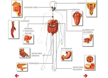 CUERPO HUMANO | Tercer Ciclo Salesianos | Página 4