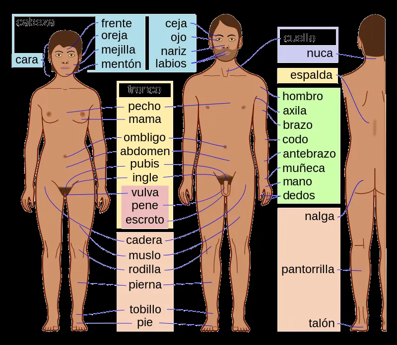 Cuerpo humano - Wikipedia, la enciclopedia libre Cuerpo humano - Wikipedia, la enciclopedia libre