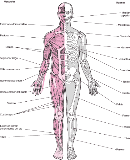 Todo sobre el cuerpo humano(curiosidades,informacion,etc.) - Taringa!