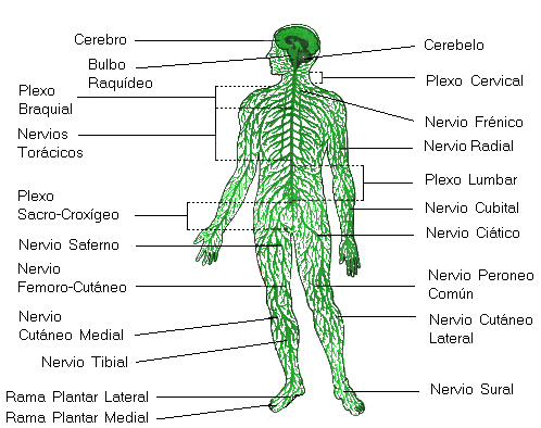 Definición y áreas de interés