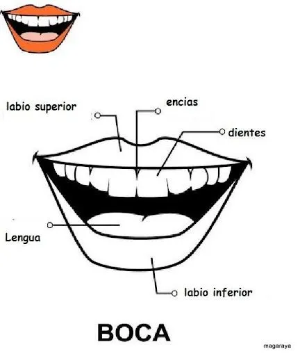 cuerpo850.jpg?imgmax=640