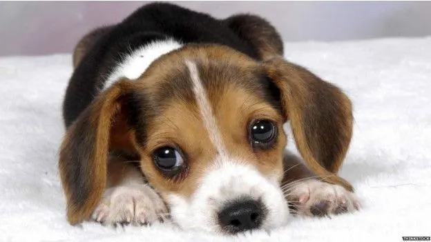 Por qué cuesta tanto resistirse a los ojos de un cachorro - BBC Mundo Por qué cuesta tanto resistirse a los ojos de un cachorro - BBC Mundo