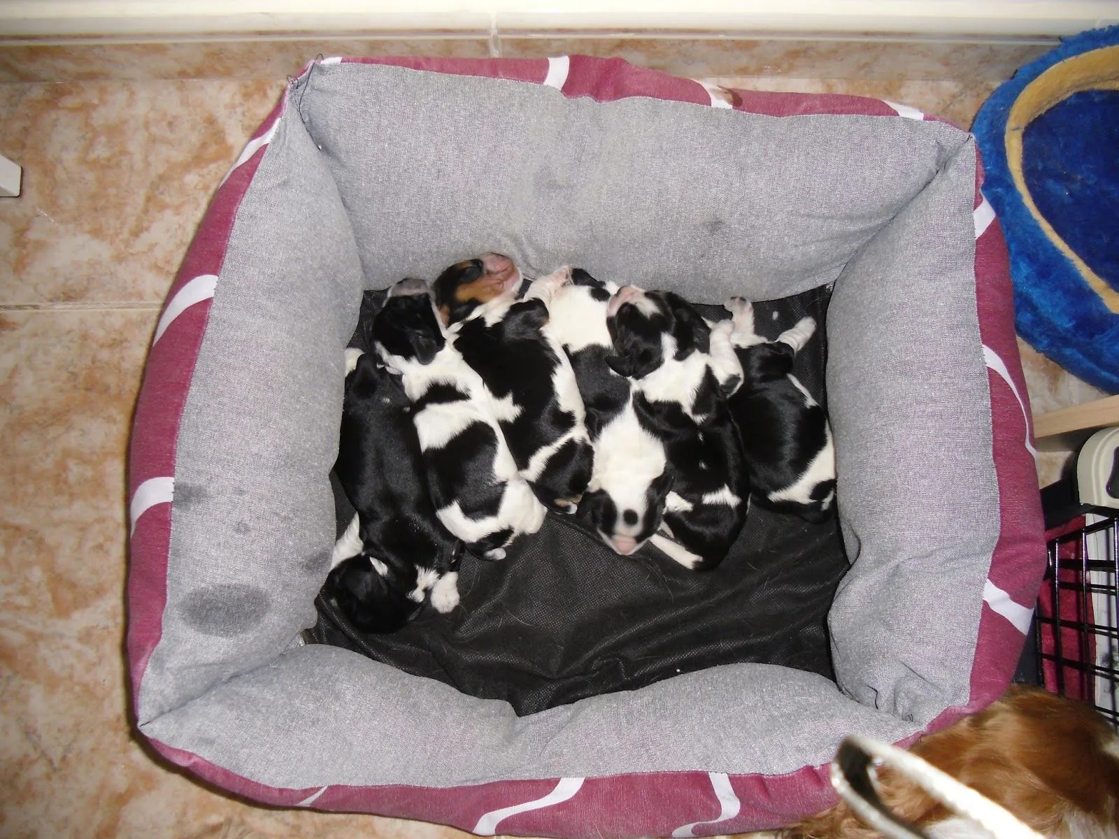 Cuida A Tu Cocker Spaniel Inglés: Mortalidad de cachorros recién ... Cuida A Tu Cocker Spaniel Inglés: Mortalidad de cachorros recién ...