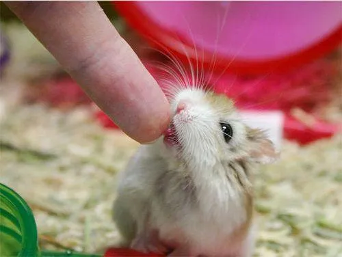 Hamsters - Paperblog