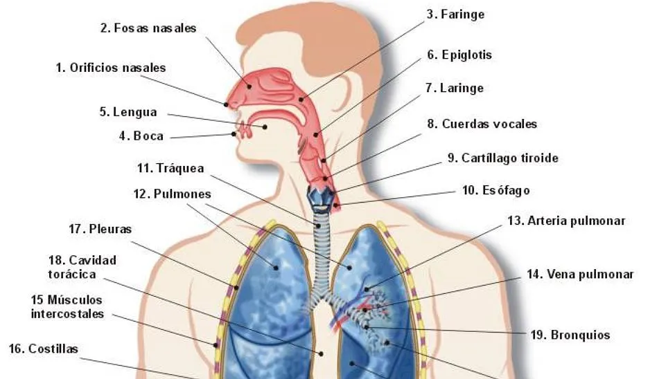Cuidado del Aparato Respiratorio