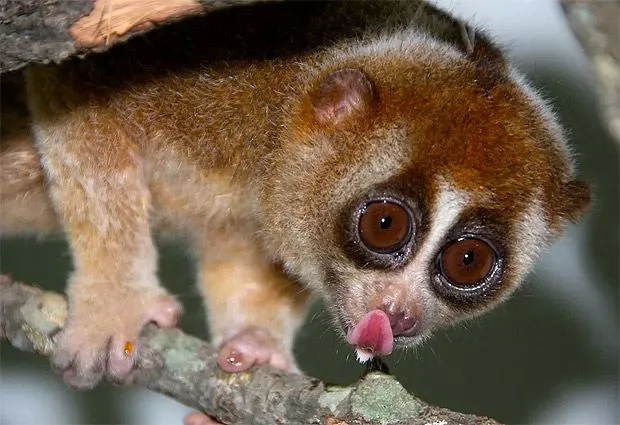 Cuidado, las apariencias engañan!: 10 Animales tiernos, pero muy ... Cuidado, las apariencias engañan!: 10 Animales tiernos, pero muy ...