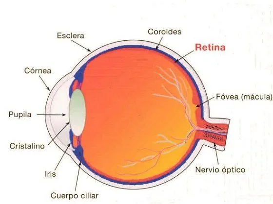 CUIDADO DE LOS OJOS