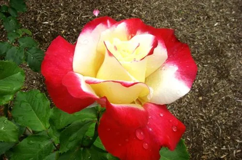 ROSAS HERMOSAS Y PERFUMADAS | El cuidado de las plantas y el jardin ROSAS HERMOSAS Y PERFUMADAS | El cuidado de las plantas y el jardin