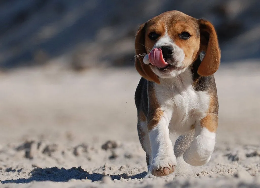 cachorros beagle | Cuidar de tu perro es facilisimo. cachorros beagle | Cuidar de tu perro es facilisimo.