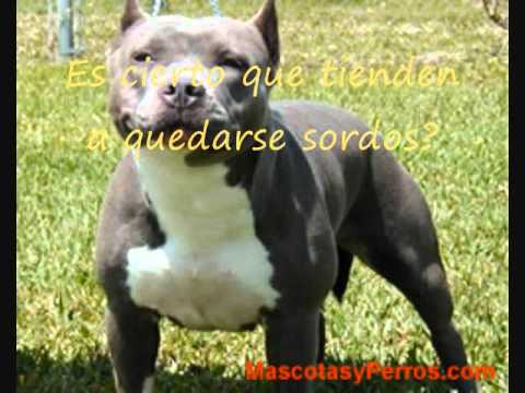 Cuidados del bull terrier - YouTube