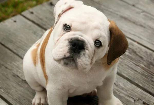 Cuidados del Bulldog cachorro | Mundo Perro