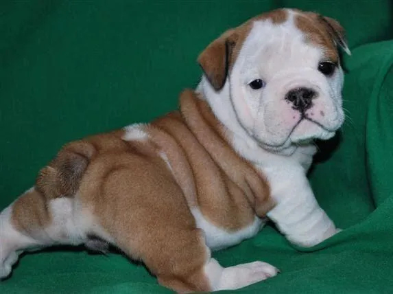 CUIDADOS DEL CACHORRO DE BULLDOG INGLES | mi bulldog ingles CUIDADOS DEL CACHORRO DE BULLDOG INGLES | mi bulldog ingles