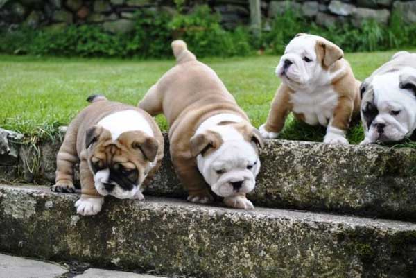 Cuidados de los cachorros de Bulldog Inglés | Mundo Perro