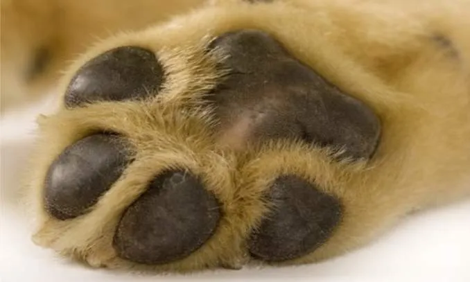 Cuidados com as patas de seu cão | Tudo Sobre Seu Pet Cuidados com as patas de seu cão | Tudo Sobre Seu Pet