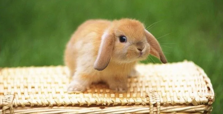 Cuidados de un conejo recién nacido