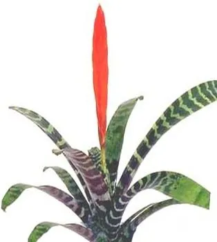 Cuidados en invierno de la Pluma de Indio | Plantas de interior y ... Cuidados en invierno de la Pluma de Indio | Plantas de interior y ...