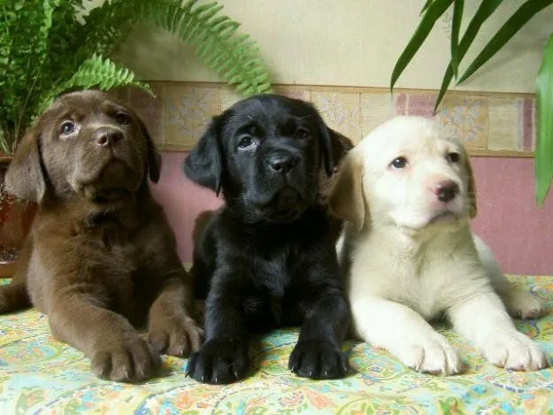 Cuidados del Labrador Retriever. PerrosAmigos.com