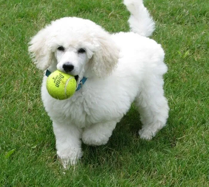 Perros French Poodle | ideales para niños|Averigua porque
