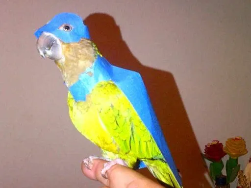 Cuidados de perico cara sucia (Aratinga pertinax)?? | Cuidar de tu ... Cuidados de perico cara sucia (Aratinga pertinax)?? | Cuidar de tu ...