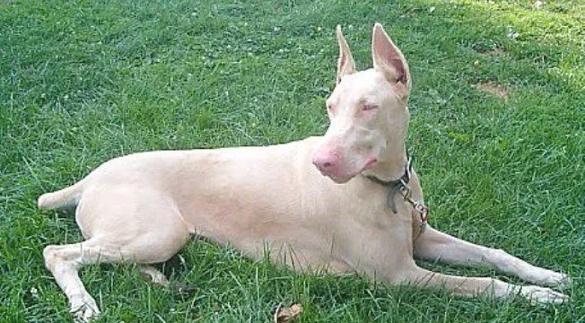 Cuidados del perro albino