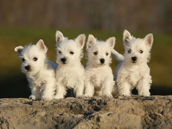 5 cuidados para perros de raza pequeña - Consejos para tu ...