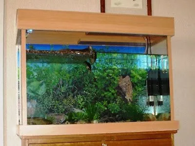 Cuidados de Tortugas Japonesas en Cautiverio Cuidados de Tortugas Japonesas en Cautiverio