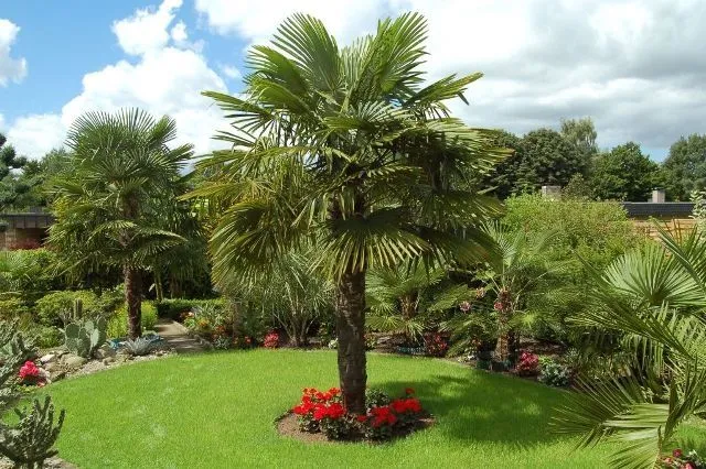 Cuidados Trachycarpus fortunei, Palma, Palmera de Fortune | Verde ... Cuidados Trachycarpus fortunei, Palma, Palmera de Fortune | Verde ...