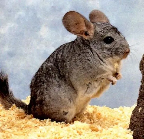 Cómo cuidar a una chinchilla