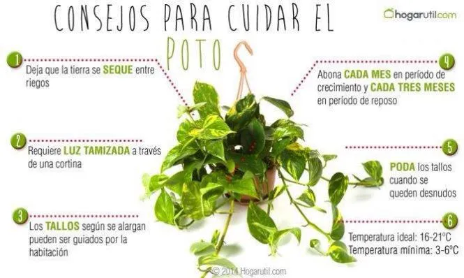 cuidar | Cuidar de tus plantas es facilisimo.com cuidar | Cuidar de tus plantas es facilisimo.com