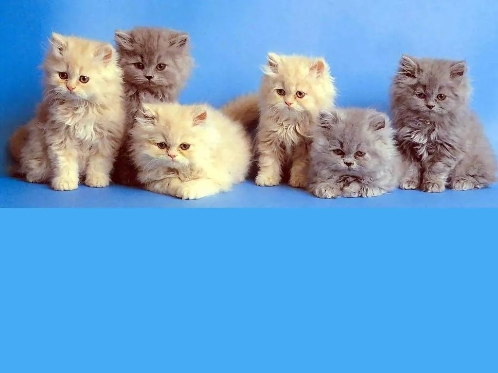Cuidar gatos cachorros.: Fotos de gatos cachorros Cuidar gatos cachorros.: Fotos de gatos cachorros