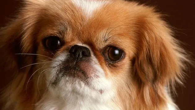 Cómo cuidar a un perro pekinés | Vida21 | Peru21 Cómo cuidar a un perro pekinés | Vida21 | Peru21