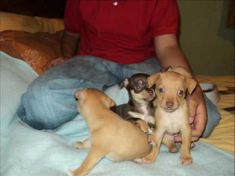 COMO CUIDAR A LOS PERROS CHIHUAHUA - YouTube COMO CUIDAR A LOS PERROS CHIHUAHUA - YouTube