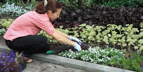 Cómo cuidar las Plantas ornamentales de Jardín Cómo cuidar las Plantas ornamentales de Jardín