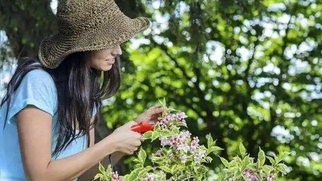 Cómo cuidar las plantas en verano - ABC de Sevilla Cómo cuidar las plantas en verano - ABC de Sevilla