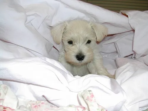 Cómo cuidar a un Schnauzer recién nacido - Cuidados del Schnauzer