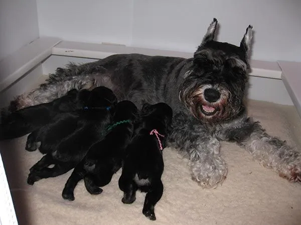 Cómo cuidar a un Schnauzer recién nacido - Cuidados del Schnauzer Cómo cuidar a un Schnauzer recién nacido - Cuidados del Schnauzer