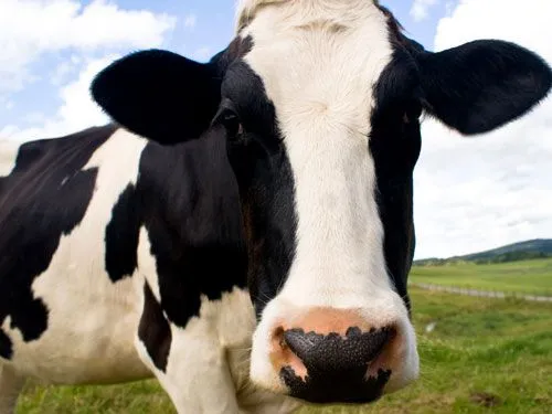 La culpa es de la vaca | Impulso Coaching de Negocios La culpa es de la vaca | Impulso Coaching de Negocios