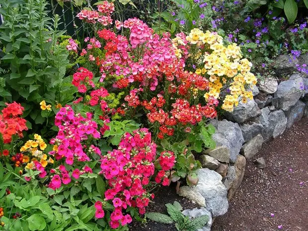 Cultiva a la Nemesia Strumosa