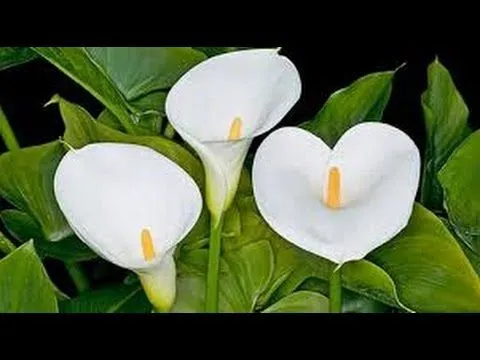 Como cultivar la Flor de Cala o Cartucho - TvAgro por Juan Gonzalo ...