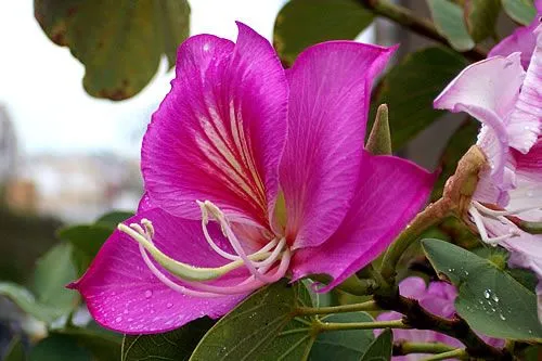 Cultivo de Orquídeas en Casa -Parte II- Ideas para jardines y ...