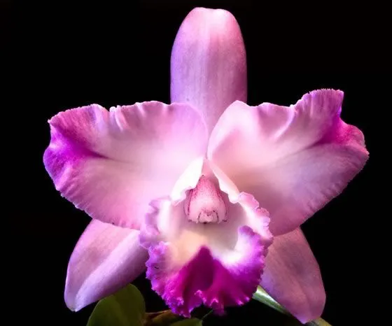Cultivo de las orquídeas - Revista » Flores y Plantas.
