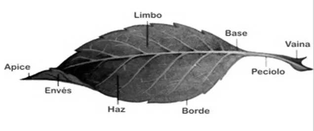 Dibujo sobre la hoja y sus partes - Imagui