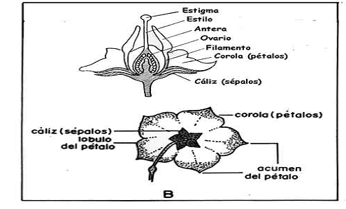 El cultivo de la papa (Solanum tuberosum L). Caracterización ... El cultivo de la papa (Solanum tuberosum L). Caracterización ...