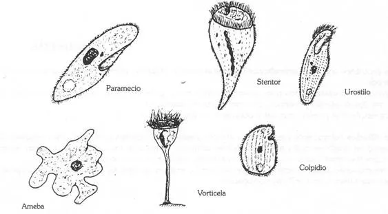 Cultivo de protozoos